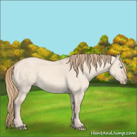 Horse Color:Perlino Dun 