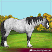 Horse Color:Smoky Blue Roan 