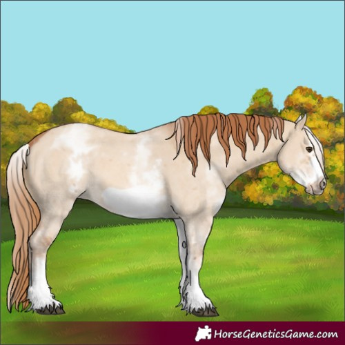 Horse Color:White Spotted Red Dun Sabino Frame 