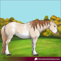 Horse Color:White Spotted Red Dun Sabino Frame