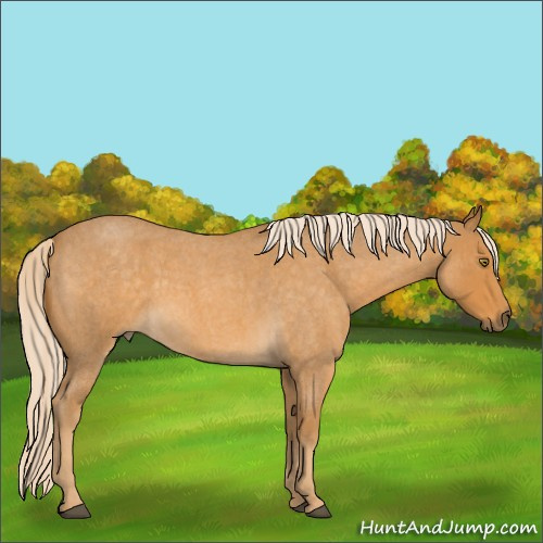 Horse Color:Palomino Roan 