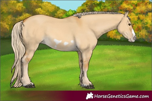 Horse Color:Palomino Dun Splash Frame
