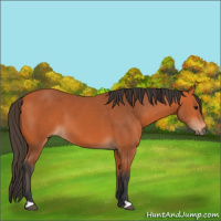 Horse Color:Bay 