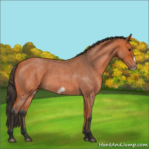 Horse Color:Bay Roan Frame 