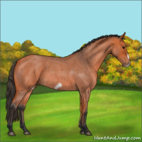 Horse Color:Bay Roan Frame 