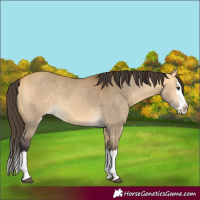 Horse Color:Buckskin Dun Splash 