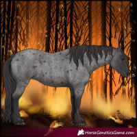 Horse Color:Smoky Blue Roan 