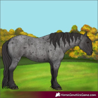 Horse Color:Smoky Blue Roan 