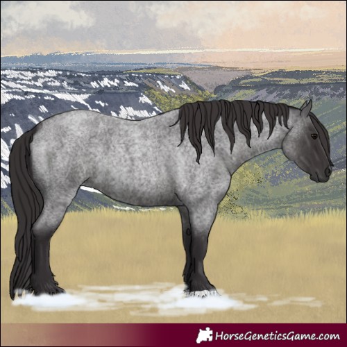 Horse Color:Smoky Blue Roan 