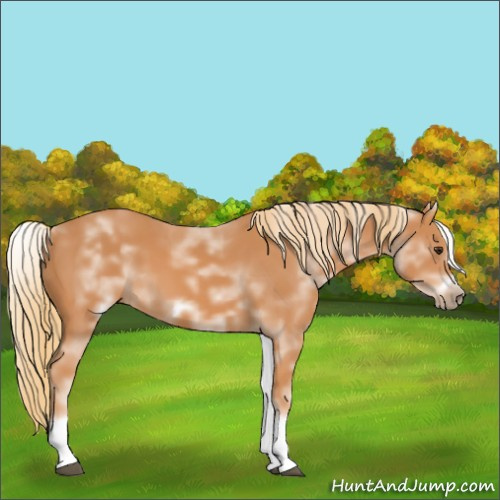 Horse Color:White Spotted Chestnut Frame 