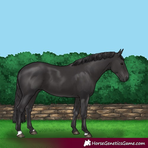 Horse Color:Smoky Black