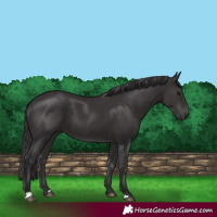 Horse Color:Smoky Black 