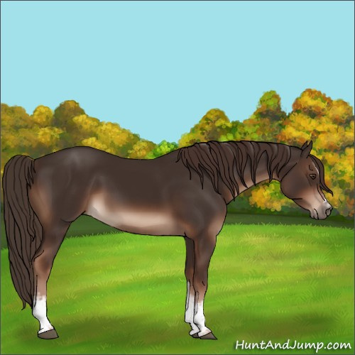 Horse Color:White Spotted Liver Chestnut