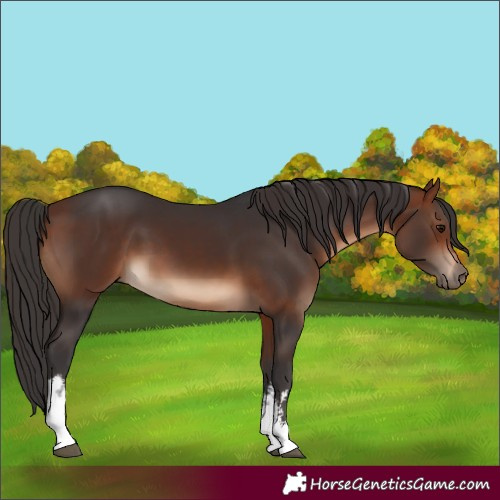 Horse Color:White Spotted Bay