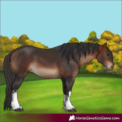 Horse Color:White Spotted Bay