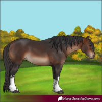 Horse Color:White Spotted Bay 