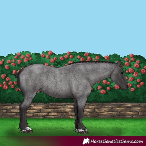 Horse Color:Smoky Blue Roan