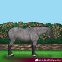 Horse Color:Smoky Blue Roan 