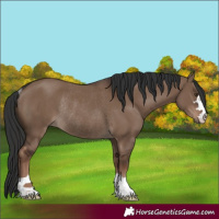 Horse Color:Liver Red Dun Rabicano 