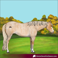 Horse Color:Palomino Roan 