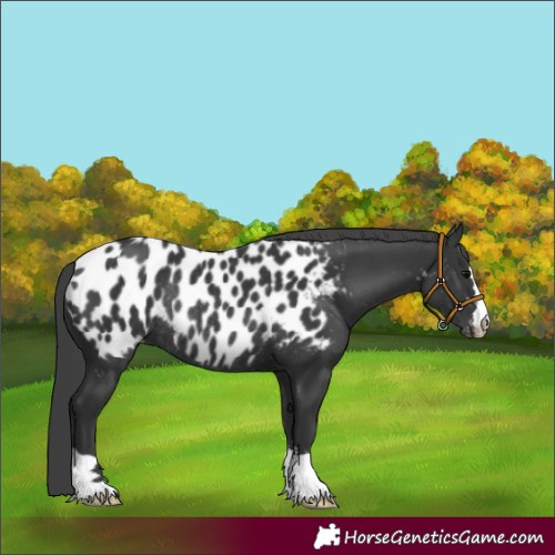 Horse Color:Black Appaloosa Rabicano 