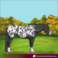 Horse Color:Black Appaloosa Rabicano 