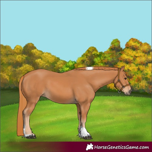 Horse Color:Chestnut Tobiano Rabicano 