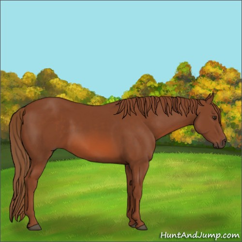 Horse Color:Chestnut 