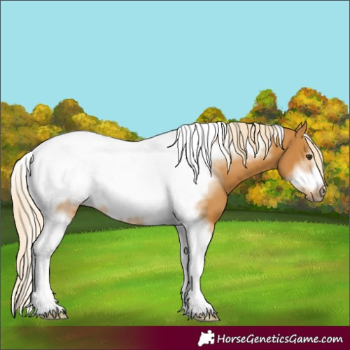 Horse Color:Palomino Tobiano Frame 