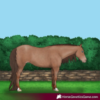 Horse Color:Classic Champagne 