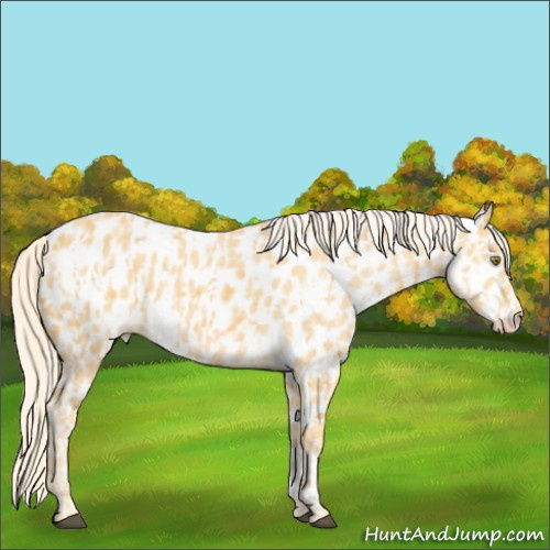 Horse Color:Palomino Appaloosa  and Gold Cream Champagne Appaloosa 