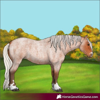 Horse Color:Silver Bay Roan 