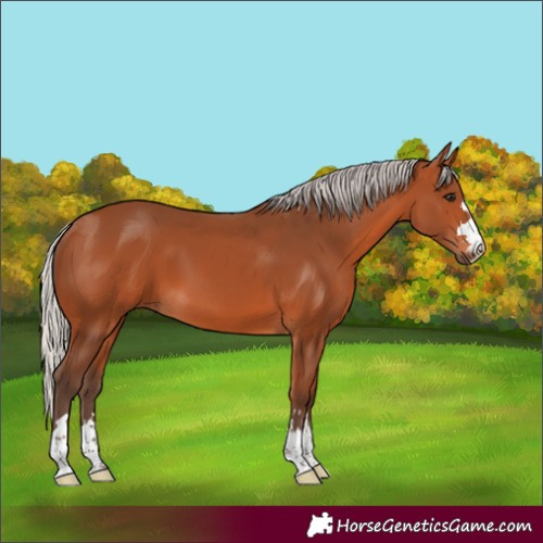 Horse Color:Silver Bay 