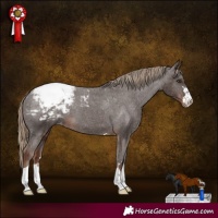 Horse Color:Liver Chestnut Appaloosa 
