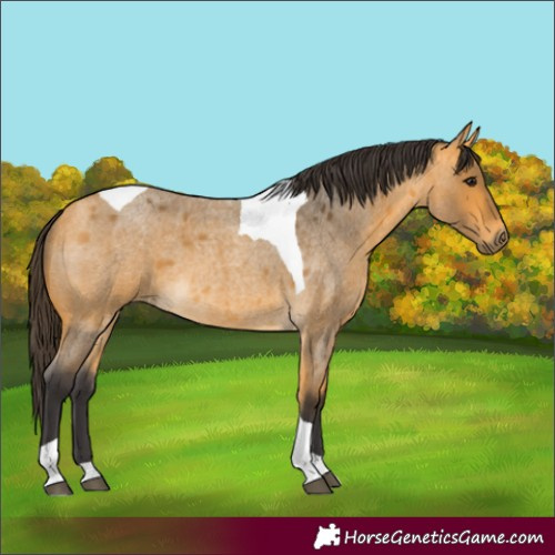 Horse Color:Buckskin Roan Tobiano
