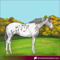 Horse Color:Smoky Grullo Tobiano Frame Appaloosa 