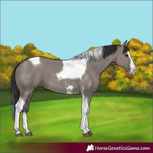 Horse Color:Grullo Sabino Splash Tobiano