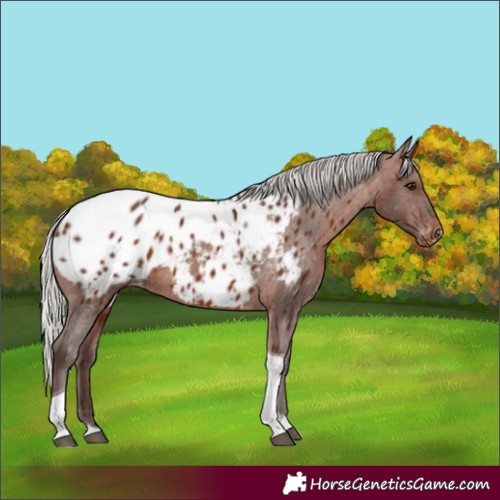 Horse Color:Silver Bay Tobiano Appaloosa 