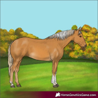 Horse Color:Palomino Tobiano 