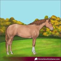 Horse Color:Gold Champagne Tobiano