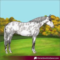 Horse Color:Silver Brown Roan Frame Appaloosa
