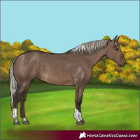 Horse Color:Silver Brown Dun Tobiano 
