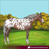 Horse Color:Silver Brown Near Leopard 