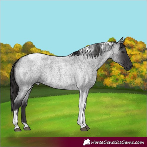 Horse Color:Smoky Blue Roan Tobiano Rabicano 