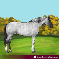 Horse Color:Smoky Blue Roan Tobiano Rabicano