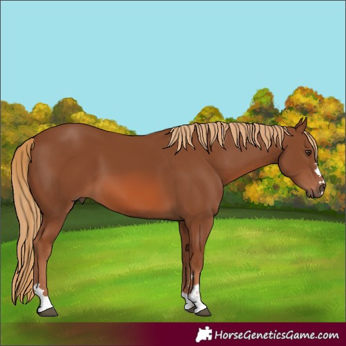 Horse Color:Chestnut 