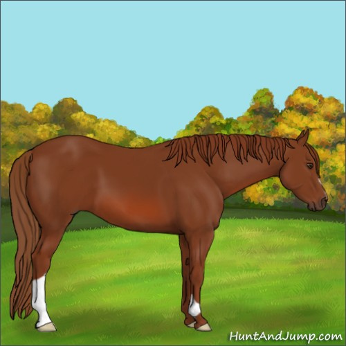 Horse Color:Chestnut 