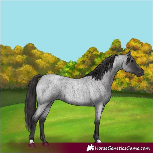 Horse Color:Smoky Blue Roan 