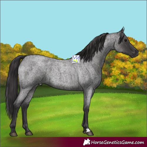 Horse Color:Smoky Blue Roan