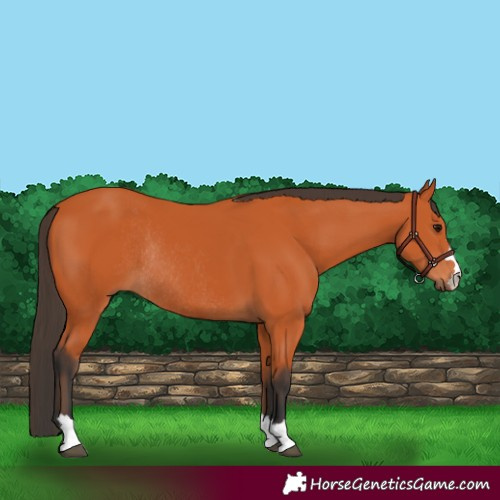 Horse Color:Bay Rabicano 